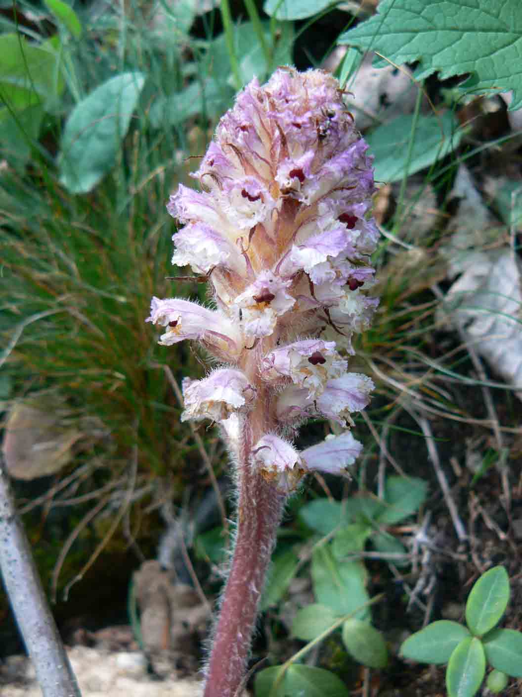 Orobanche picridis / Orobanche della picride